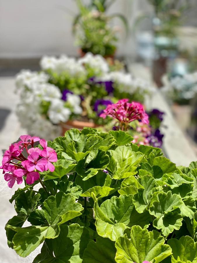 סרנדה Violet'S Boutique Apartments מראה חיצוני תמונה