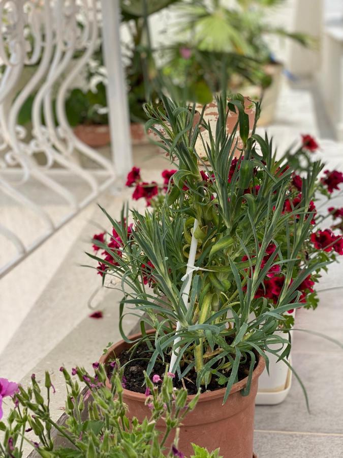 סרנדה Violet'S Boutique Apartments מראה חיצוני תמונה